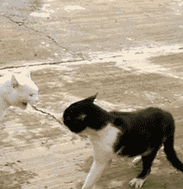 절대 쫄아서 이러는 거 아니다.gif | 인스티즈