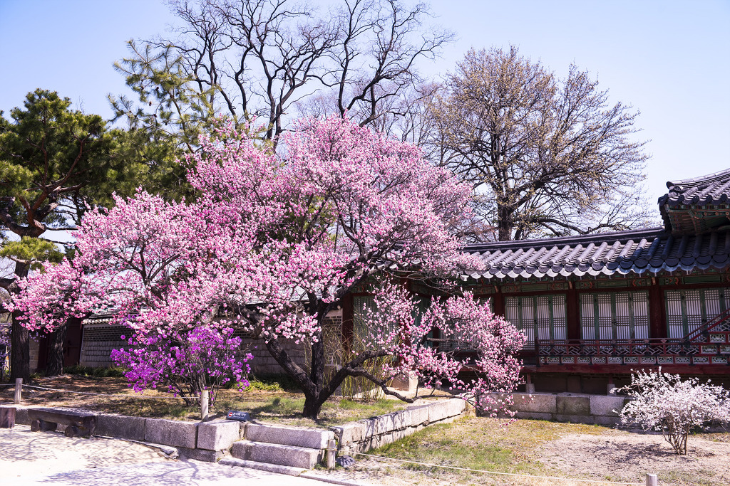 창경 이미지
