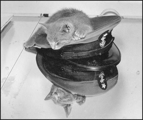 옛 군함 속 고양이들 | 인스티즈