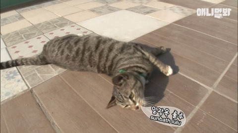 새끼고양이 열마리 키우는 엄마냥이 | 인스티즈