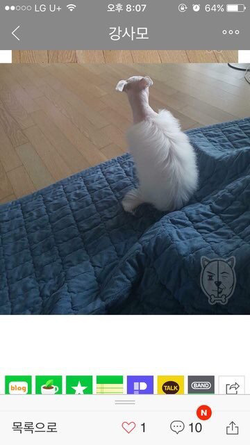 댕댕이 도플라밍고컷.jpg | 인스티즈