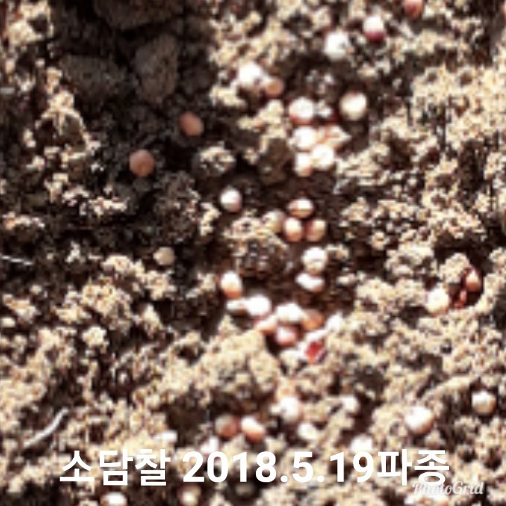 소담 이미지
