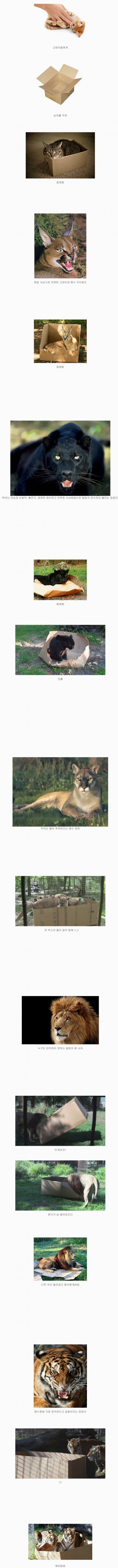 고양이과 동물들 특징 | 인스티즈