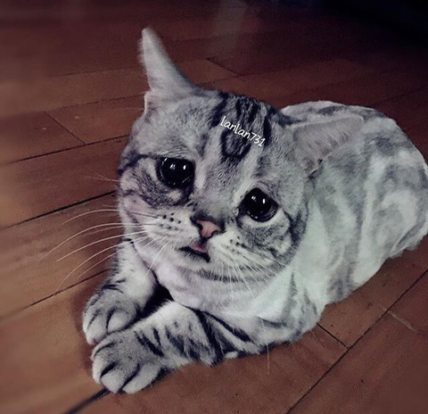금방이라도 울 것 같은 울상 고양이 루후😿 | 인스티즈