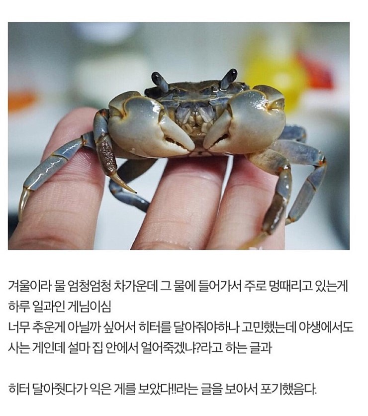 게 키우게 된 디씨인.jpg | 인스티즈