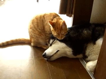 보기만 해도 행복한 댕댕이♥냥이 조합 | 인스티즈