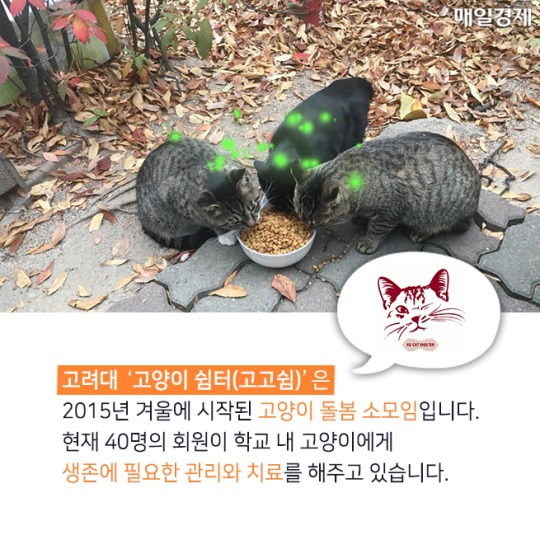 캠퍼스 고양이의 따뜻한 겨울나기 | 인스티즈