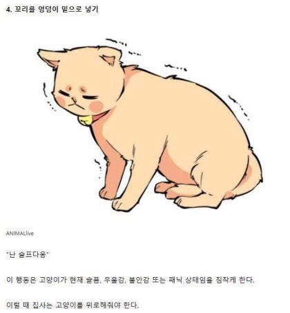 고양이의 감정을 알아보자 | 인스티즈