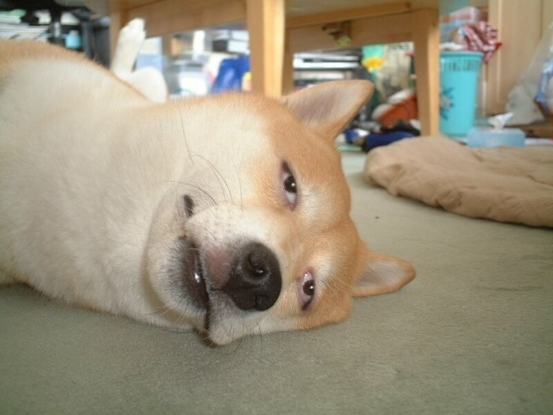 만약 기차로 유럽을 갈 수 있다면 한번쯤 가보고 싶다 vs 아니다 | 인스티즈