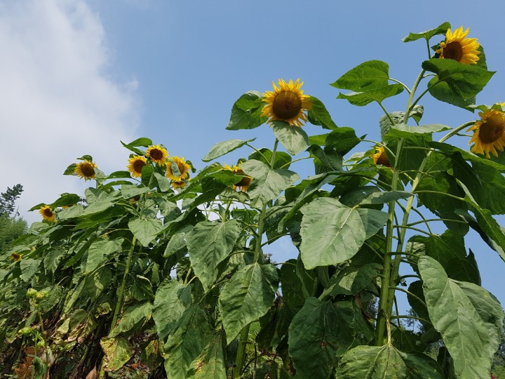 해바라기슈퍼 이미지