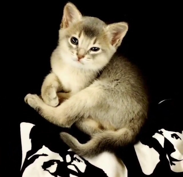 빅뱅 지디가 키우는 고양이 아이 | 인스티즈