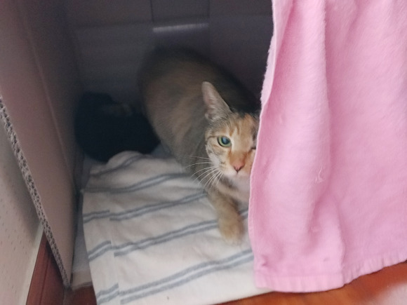 살고싶어서 임신한 몸으로 사람 따라온 고양이.. | 인스티즈