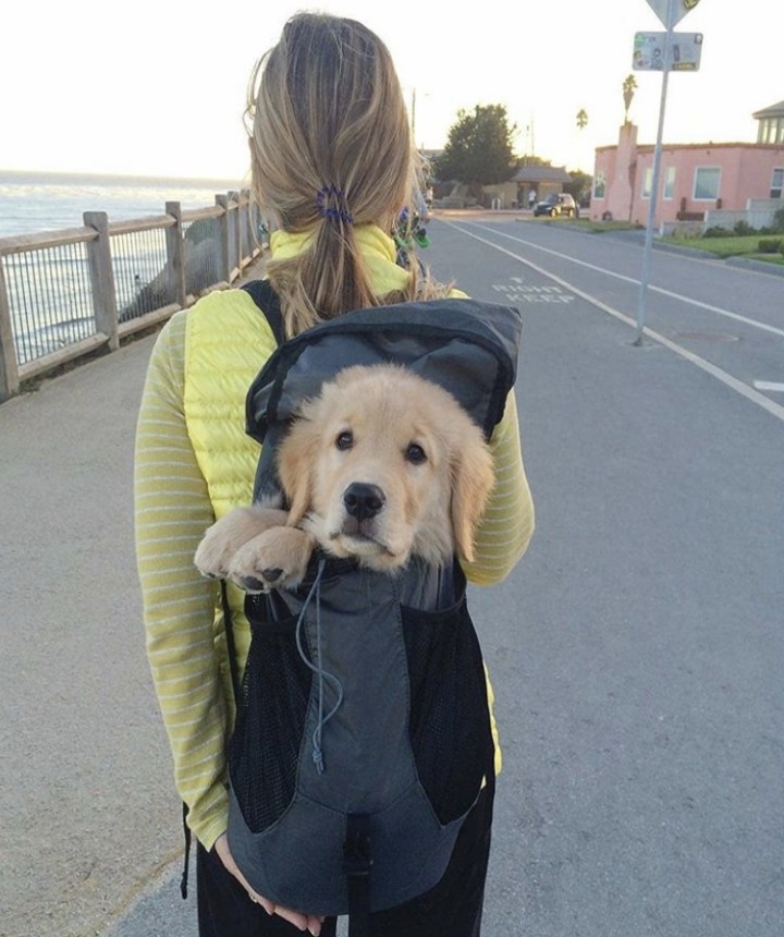 개와 고양이.jpg | 인스티즈