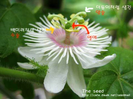 수정열매 이미지