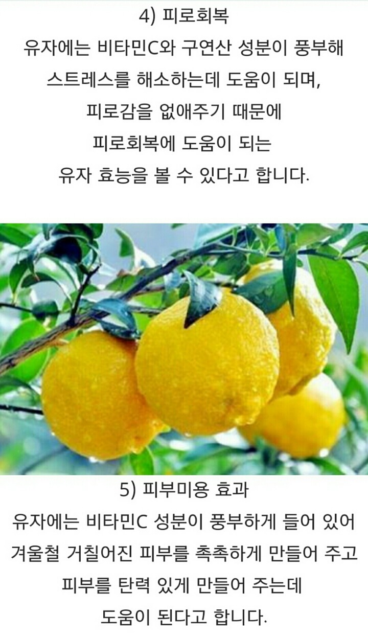 유자 이미지