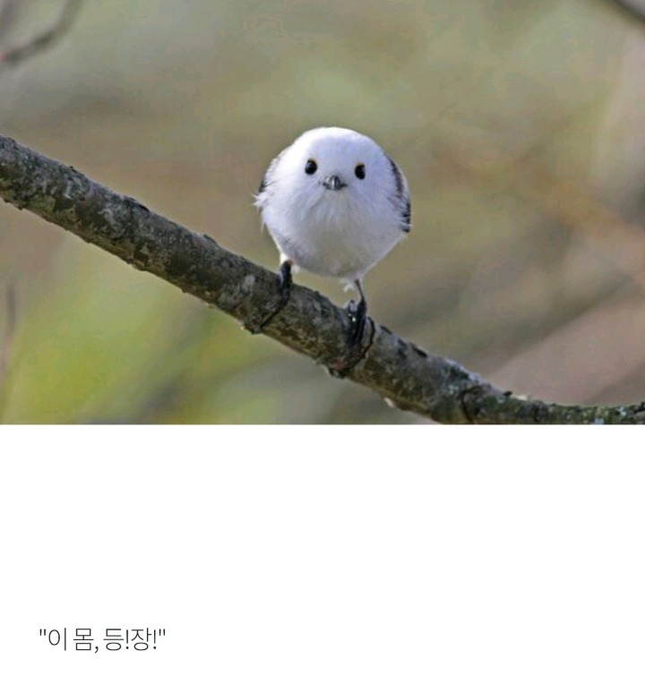 외국 뒤집은 한국 조류 | 인스티즈