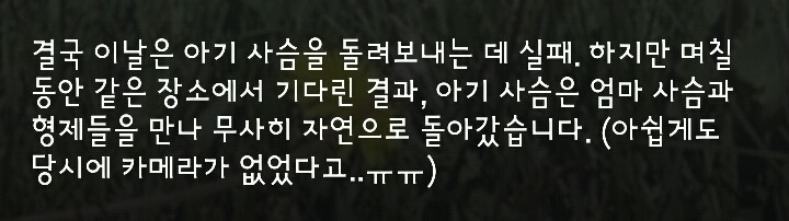 다리 다친 아기사슴을 구해주면 생기는 일.gif (데이터30MB) | 인스티즈