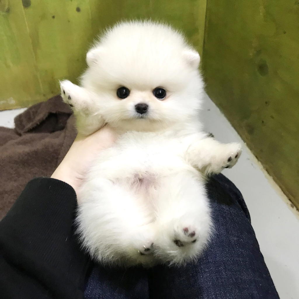 솜사탕 이미지