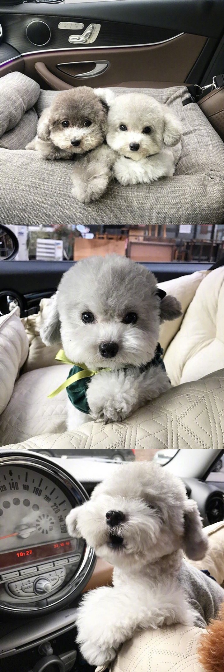 인형으로 자주 오해받는다는 실버푸들...jpg | 인스티즈