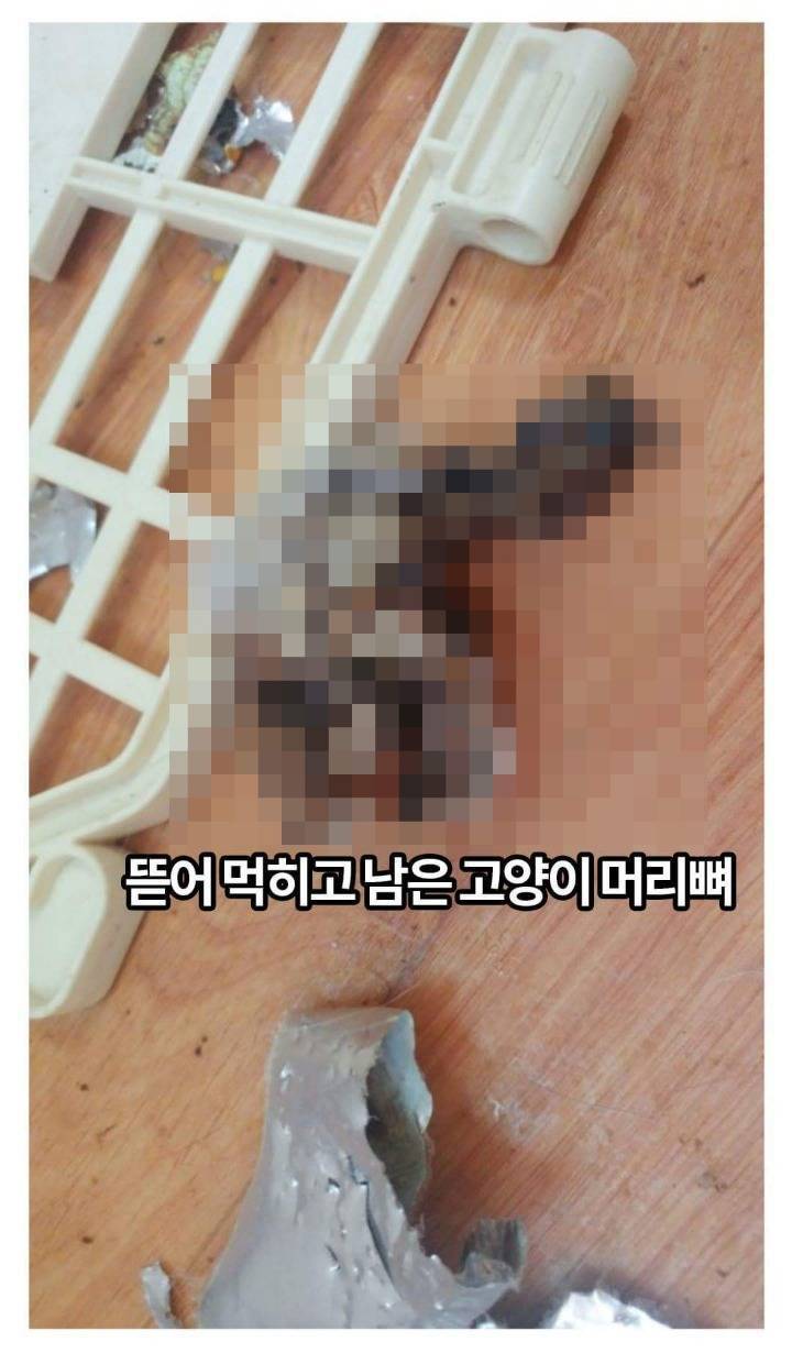 고양이카페 망하자 원룸에 가두고 죽게 만듬 (모자이크 된 사체사진 주의) | 인스티즈