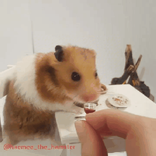 햄스터에게 스테이크와 와인을 줬다.gif | 인스티즈