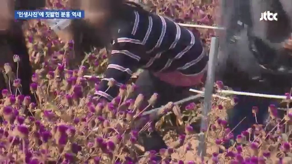 인생사진에 짓밟힌 분홍 억새.jpg | 인스티즈