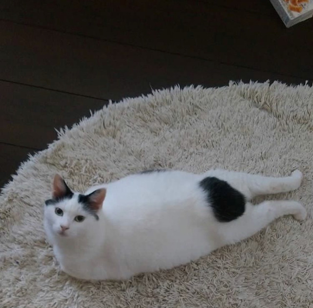 궁디가 까만 고양이 | 인스티즈