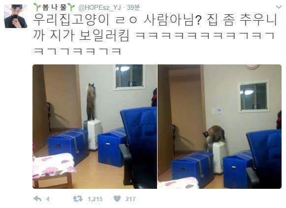 이 녀석 고양이 아닐지도 몰라 | 인스티즈
