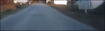 산책 당하는 중.gif | 인스티즈