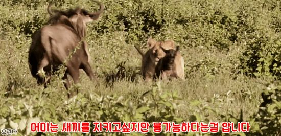 야생에서 일어난 기적적인 재회 | 인스티즈