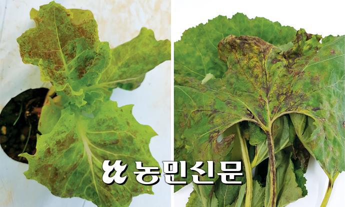 인지반점 이미지