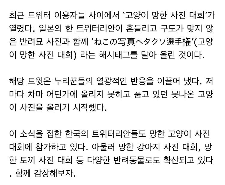 망한 고양이 사진 대회.jpg | 인스티즈