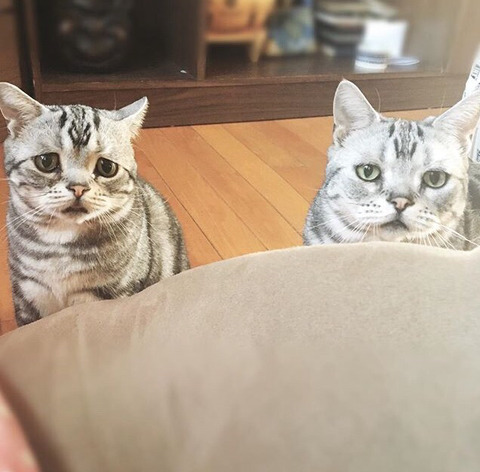 금방이라도 울 것 같은 울상 고양이 루후😿 | 인스티즈