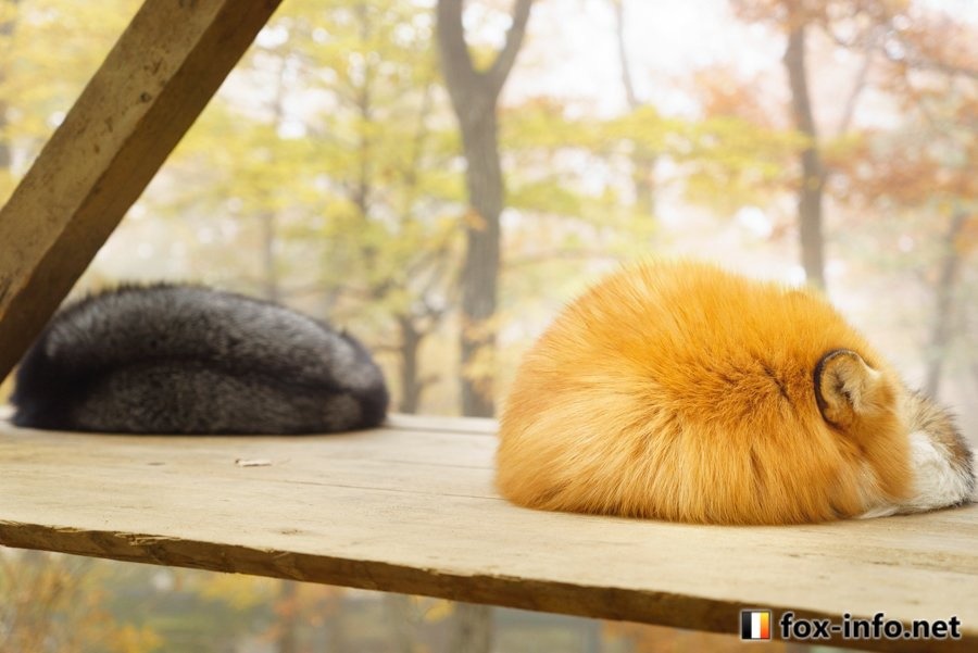 여우들이 자는 법 | 인스티즈