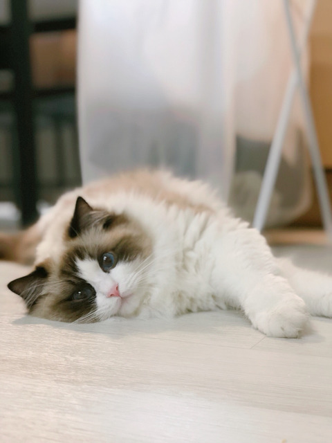 눈 구경하는 고양이 | 인스티즈