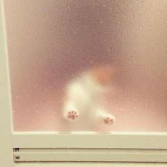 보면 기분좋아지는 댕댕이들 | 인스티즈