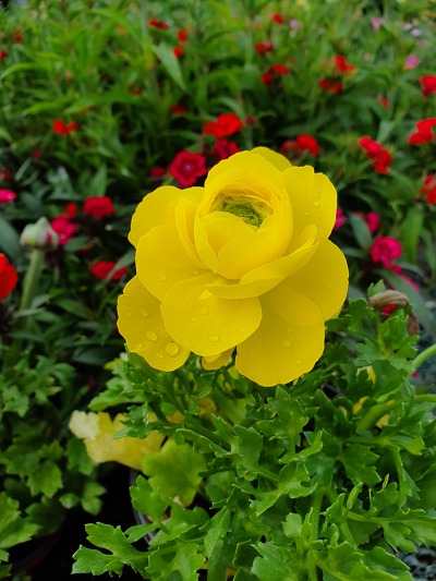 99C3F1505CB2B9640D9995