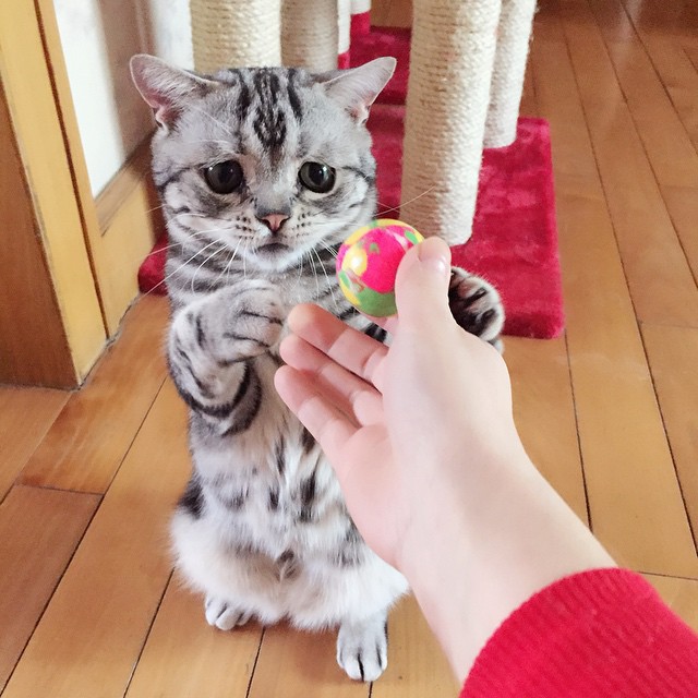 세상에서 가장 슬픈 고양이.jpg | 인스티즈