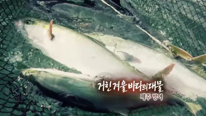 한국인의 밥상 - 제주 방어 | 인스티즈