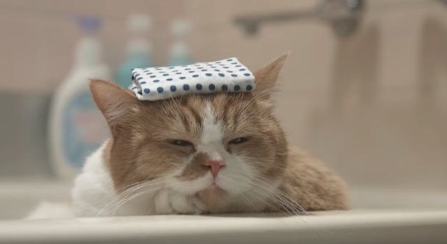 고양이 단짠단짠 모음 2탄 (귀여움 주의) | 인스티즈