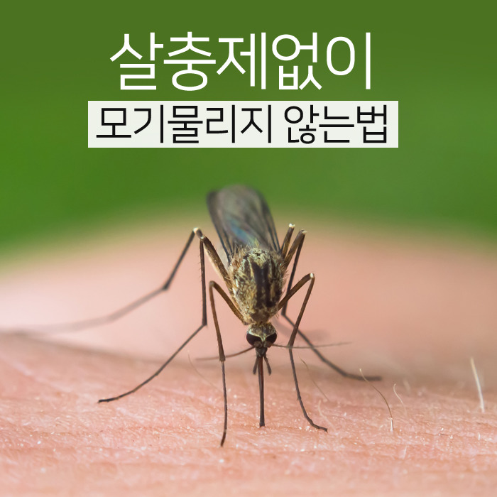 모기가 개사이즈만 되도 하고싶은것들 | 인스티즈