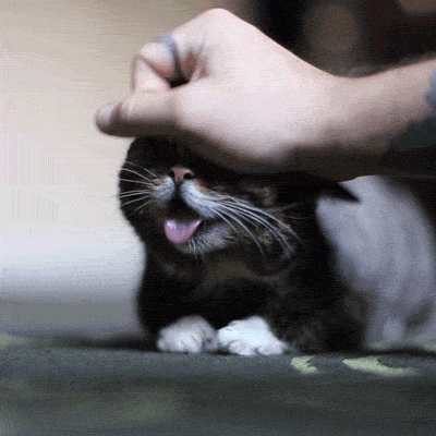 냥이 쓰담.gif | 인스티즈