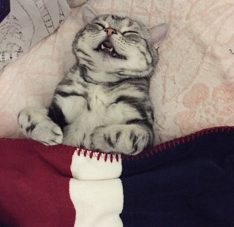 금방이라도 울 것 같은 울상 고양이 루후😿 | 인스티즈