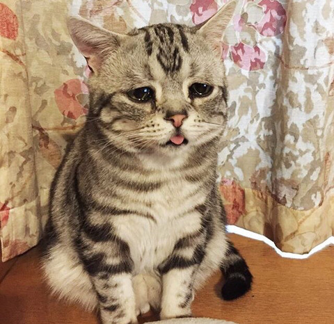 금방이라도 울 것 같은 울상 고양이 루후😿 | 인스티즈