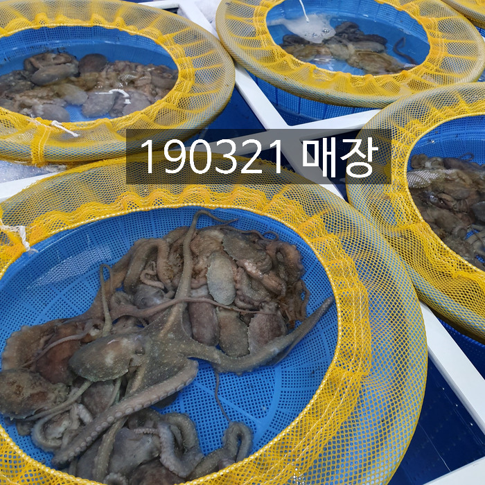 목포뻘낙지 이미지