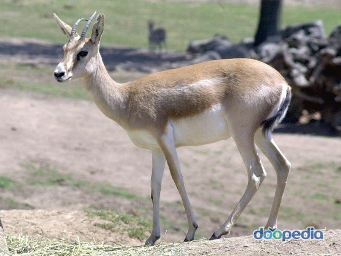 주토피아 가젤 트랜스젠더 설 | 인스티즈