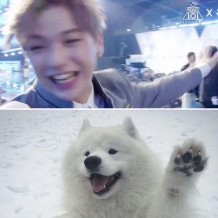 강아지중에 가장 사람닮은듯한 강다니엘 사진모음.jpg | 인스티즈