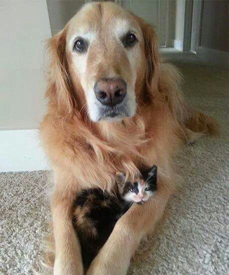 냥이와개의 우정.jpg | 인스티즈