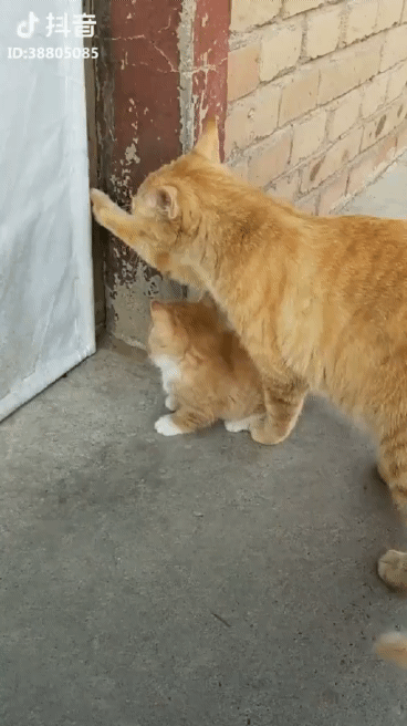 갓댕댕ㅈ냥이.GIF | 인스티즈