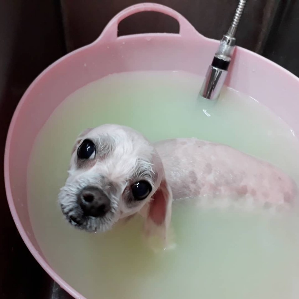 몽실이 이미지